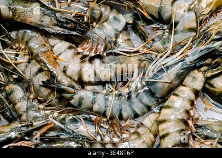 Crevettes royales crues fraîches et assortiment de fruits de mer sur glace dans un marché aux poissons traditionnel. Gros plan de grosses crevettes tigrées et de poissons dorado exposés à la vente dans un étal de marché méditerranéen local. Photo de haute qualité Banque D'Images