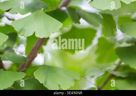 Feuilles médicinales de Ginkgo Biloba sur arbre Banque D'Images
