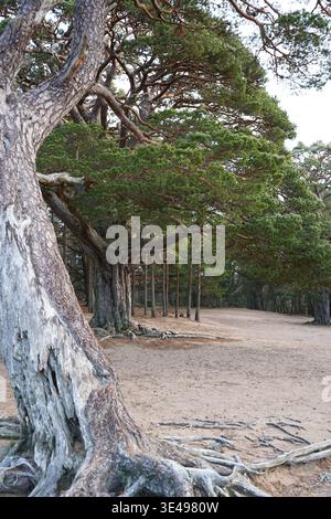 Anciens pins écossais (Pinus sylvestris) avec écorce gneuse et racines exposées dans un dégagement forestier Banque D'Images