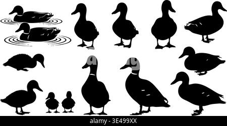 Collection de silhouettes détaillées de canard colvert noir illustrant diverses étapes de la vie et des poses : conception graphique vectorielle. Illustration de Vecteur