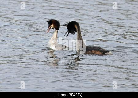 Great Crested Grebe (Podiceps cristatus) deux mâles ayant une dispute territoriale Norfolk mars 2026 Banque D'Images