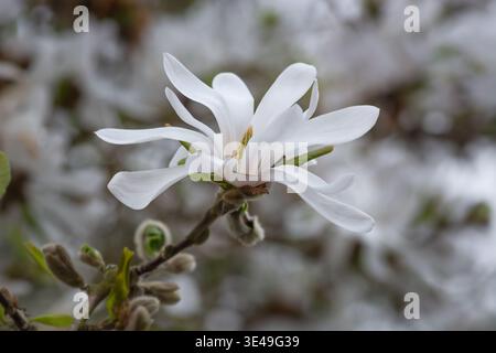 Star Magnolia, Magnolia stellata, arbuste feuillus, plantes printanières, fleurs blanches, printemps, arbustes pour les petits jardins, plantes nécessitant peu d'entretien Banque D'Images