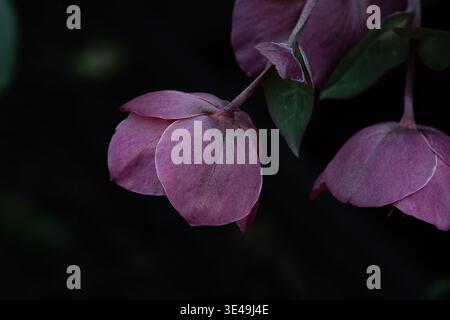 Gros plan de fleurs d'hellebore, de dacaya d'hellebore, de vivaces affectueuses d'ombre, de fleurs d'hiver. Banque D'Images