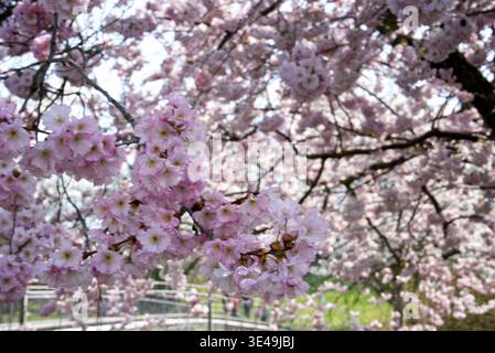 La saison des cerisiers en fleur au printemps Banque D'Images