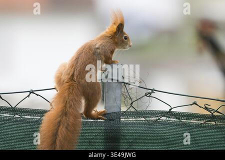 Un écureuil en alerte (Sciurus vulgaris) est assis sur une clôture avec un fond urbain, Hesse, Allemagne Banque D'Images