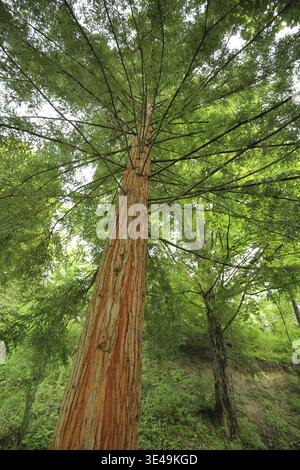 Séquoias de la côte (Sequoia sempervirens), vue d'en bas, photographie de la nature, Liliental, Kaiserstuhl, Breisgau, Bade-Wuertemberg, Allemagne Banque D'Images