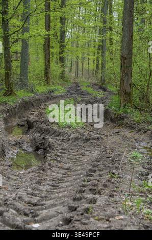 Route forestière boueuse montrant de profondes traces de pneus, des ornières et des flaques d'eau dans les bois verts Banque D'Images