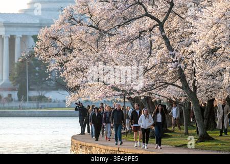Jefferson Memorial Tidal Basin Pleine floraison des cerisiers Yoshino Washington DC États-Unis | WASHINGTON, D.C. — Des fleurs de cerisier Yoshino d’un blanc duveteux en pleine floraison surplombent le chemin pavé tandis que les visiteurs marchent le long du bord de l’eau, jeudi 26 mars 2026. L’emblématique Jefferson Memorial est visible en arrière-plan, baigné dans la lumière douce du matin. Des foules se rassemblent pour profiter de l’exposition annuelle, capturant des photos et se promenant sous la canopée de fleurs délicates. Cet événement saisonnier attire chaque printemps des milliers de résidents et de touristes au Tidal Basin. Banque D'Images