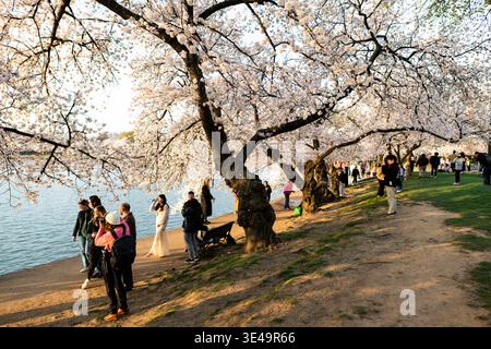 Fleurs de cerisier Yoshino à leur apogée au Tidal Basin à Washington DC, États-Unis | WASHINGTON DC — Les cerisiers Yoshino exhibent des fleurs blanches gonflées à leur apogée, avec des branches lourdes s’étendant au-dessus de l’eau tandis que les visiteurs se rassemblent le long du chemin riverain, jeudi 26 mars 2026. Les arbres emblématiques attirent des foules de photographes et de touristes qui parcourent le Tidal Basin pour capturer la beauté éphémère des fleurs. La lumière chaude et dorée de la fin de l’après-midi illumine la scène, mettant en valeur les pétales délicats sur l’eau calme. Cet événement annuel reste l’un des moments les plus attendus de la  Banque D'Images