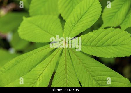 Gros plan sur le feuillage de la châtaigne (Aesculus hippocastanum) Banque D'Images