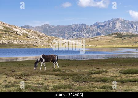 Chevaux sauvages au lac de montagne Lac de Nino, Corse, France Banque D'Images
