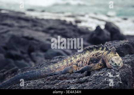 Iguana marine reposant sur des roches volcaniques – Galapagos Coastal Wildlife Banque D'Images