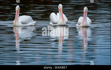 Trois pélicans blancs américains (Pelecanus erythrorhynchos) flottant sur une eau calme avec des reflets Banque D'Images
