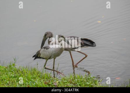 Une paire de cigognes asiatiques à bec ouvert cherchant dans le lac Jurong dans la partie ouest de Singapour. Banque D'Images