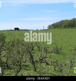 Hiddensee, Allemagne : vue sur un pâturage avec des vaches sur les hautes dunes de Dornbusch dans le nord de l'île avec le célèbre phare à l'arrière Banque D'Images