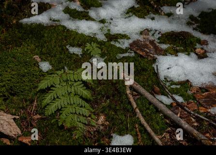 Feuille de fougère sur mousse verte avec neige fondante et brindilles sur le sol forestier, capturant un détail saisonnier de la fin de l'hiver au début du printemps. Banque D'Images