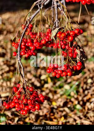 Grappes rouges de baies de rowan Sorbus aucuparia sur fond de feuillage d'automne. Banque D'Images