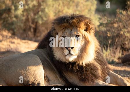Kalahari Black Maned l Banque D'Images
