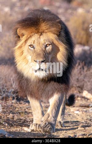 Le lion kalahari noir marche Banque D'Images