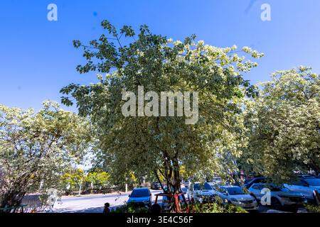 Grande plante Ficus religiosa ou Figurine sacrée fond panaché avec ciel bleu Banque D'Images