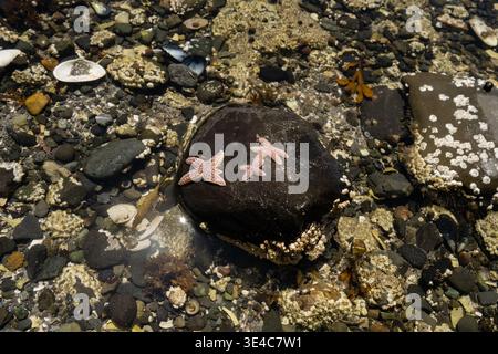 Trio d'étoiles de mer communes entourées de coquillages et de bernacles Nouvelle-Angleterre Banque D'Images