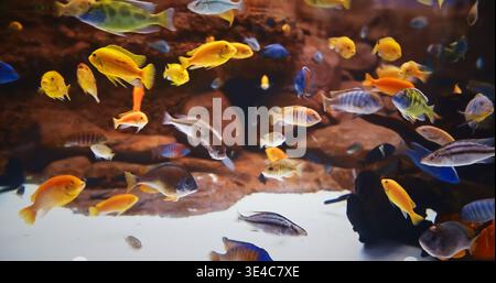 Poissons de couleur différente dans l'aquarium. Les Cichlidés colorés nagent à l'Aquarium. Cichlidés grands, diversifiés et répandus famille des Cichlidés, ordre des Cichliformes Banque D'Images