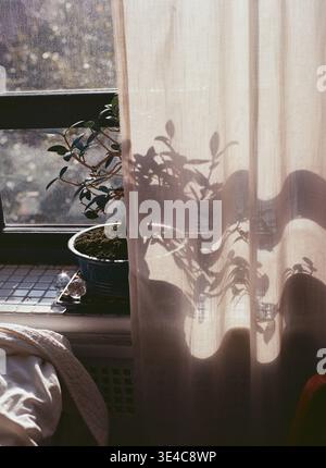 Bonsaï sur un rebord de fenêtre avec des ombres végétales sur un rideau Banque D'Images