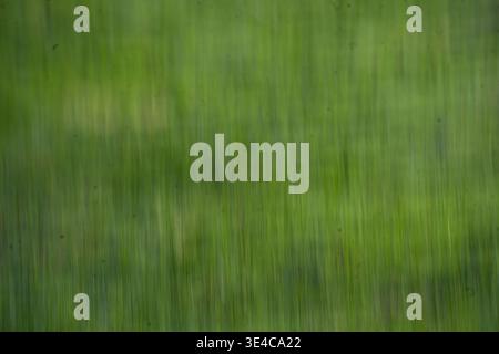 Photo impressionniste abstraite d'herbe capturée à l'aide du mouvement intentionnel de caméra (ICM), créant un flou de mouvement doux et une texture verticale artistique Banque D'Images