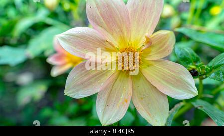 Dahlia est un genre de plantes vivaces de la famille des Asteraceae, connu pour ses inflorescences grandes, lumineuses et de formes diverses Banque D'Images
