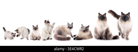 chats sibériens devant fond blanc Banque D'Images