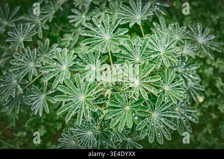 Fond de feuille vert large avec des gouttes de pluie, bannière botanique naturelle et texture de feuillage horizontale pour le Web et la conception. Banque D'Images