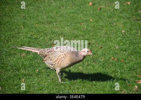 Une femme Pheasant à cou rond 'Phasianus colchicus' (poule) oiseau dans les terres de Fountains Abbey & Studley Royal, Ripon, North Yorkshire, Angleterre, Royaume-Uni Banque D'Images
