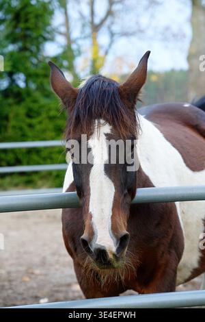 Portrait d'un cheval de peinture américain avec son pelage piebald caractéristique dans un enclos à cheval. Photo de haute qualité Banque D'Images