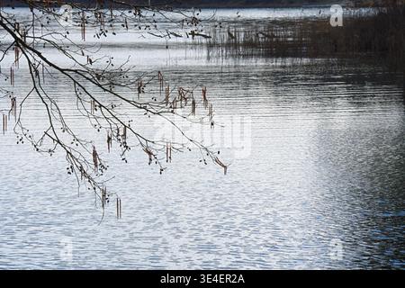 Inondation printanière sur le lac avec vue sur les branches avec des chatons d'aulne. Photo de haute qualité Banque D'Images