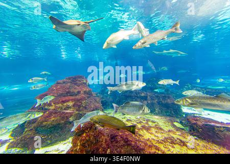 Immense aquarium marin avec plusieurs poissons gris et une raie manta nageant parmi les rochers de récif et l'eau de fond bleu, vie marine en captivité, réflexion Banque D'Images