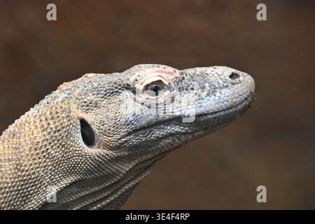 Dragon de Komodo ( Varanus komodoensis ) au zoo de Londres Banque D'Images