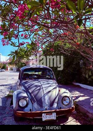 Une Volkswagen Beetle garée sous un arbre en fleurs à Mérida, Yucatán, Mexique Banque D'Images