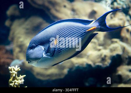 Un poisson chirurgien Sohal (Acanthurus sohal) glisse dans les eaux d'un récif corallien Banque D'Images