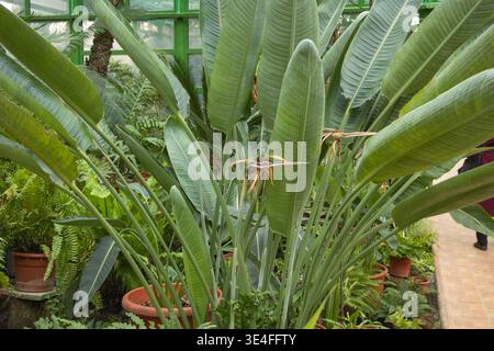 Feuilles géantes Strelitzia nicolai poussant dans une serre dans un jardin botanique. Banque D'Images