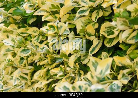 Le feuillage panaché luxuriant affiche des marges jaune vif et des centres vert foncé dans un dense cluster de jardin ornemental. Banque D'Images
