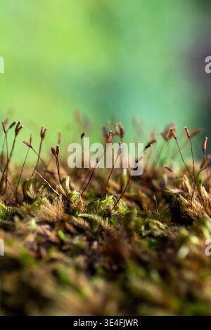 Plan macro de mousse sporophytes en environnement forestier Banque D'Images