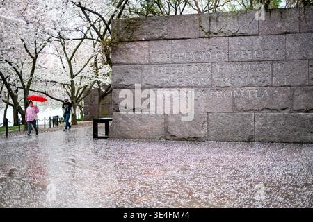 Mémorial FDR Mur des Quatre Libertés Fleurs de cerisier Yoshino Washington DC USA | WASHINGTON DC — Les cerisiers Yoshino en pleine floraison laissent tomber des pétales blancs sur le trottoir mouillé à côté du Mur des Quatre Libertés au Mémorial FDR le vendredi 27 mars 2026. Un visiteur portant un parapluie rouge vif marche le long du chemin près du Tidal Basin, contrastant avec les fleurs tombées délicates. Le mur de pierre emblématique, gravé des quatre libertés fondamentales, se dresse comme un fond serein au milieu du temps printanier. Cette exposition annuelle de fleurs de cerisier attire de nombreux visiteurs au mémorial pour réfléchir au site historique si Banque D'Images