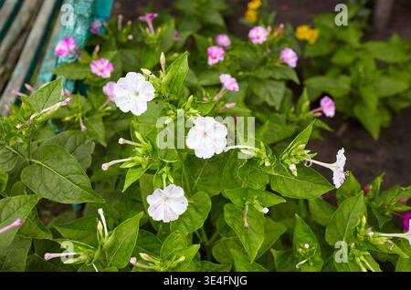 Merveille du Pérou (mirabilis jalapa) fleurs au jardin. Nyctaginaceae vivace originaire d'Amérique tropicale. Il fleurit vers 16 heures, donc il s'appelle t Banque D'Images