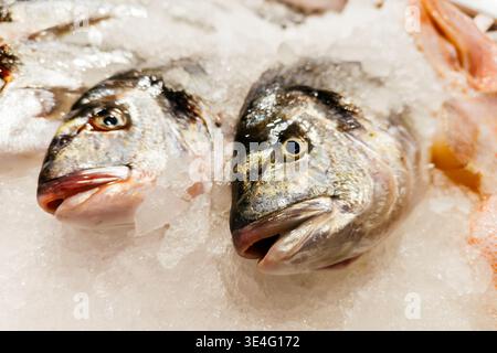Comptoir dans le marché aux poissons. Dorade de Gilthead d'élevage. Madrid Banque D'Images