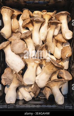 Champignons comestibles, huîtres royales (Pleurotus eryngii) dans un panier de vente, Markthalle Stuttgart, Bade-Wuerttemberg, Allemagne Banque D'Images