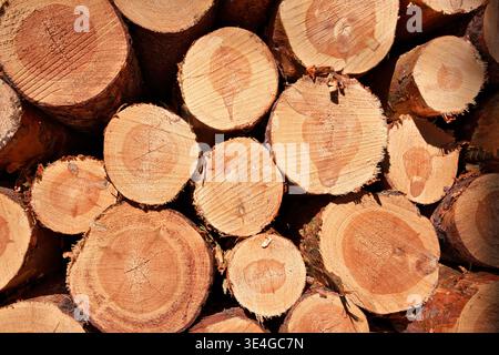 Pile de rondins de pin fraîchement coupés dans une forêt, gros plan de la texture du bois de bois et de la matière première de l'industrie forestière Banque D'Images