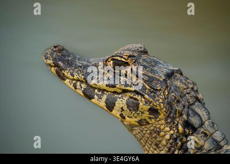 Caïman à museau large, (Caiman latirostris) bébé, en milieu humide Pantanal, Mato Grosso, Brésil. Banque D'Images