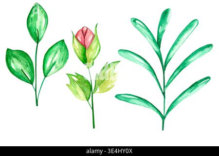 Éléments botaniques d'aquarelle minimaux avec des feuilles vertes et un bourgeon de fleur rose délicat isolé sur fond clair Banque D'Images