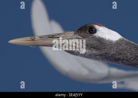 Tête de grue couronnée rouge gros plan en vol Banque D'Images