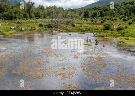 Paysage avec des algues dans l'eau peu profonde de la rivière Pipo à côté d'arbres cultivés à Tree Graveyard site historique dans la plaine près de Southern Fuegin Railway, tourné Banque D'Images